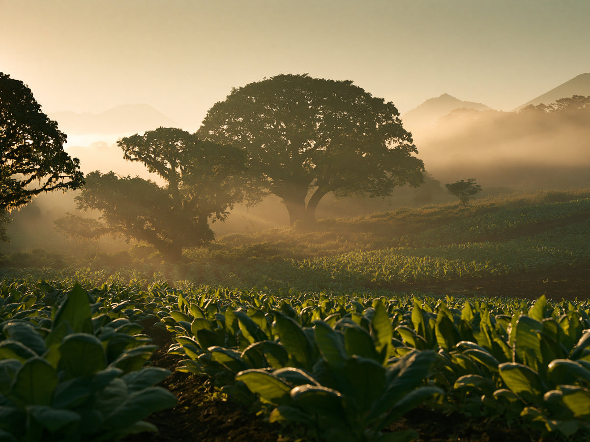 Campo de tabaco premium para puros Cházaro Cigars en San Andrés Tuxtla, Veracruz, rodeado de árboles nativos y montañas con neblina al amanecer.