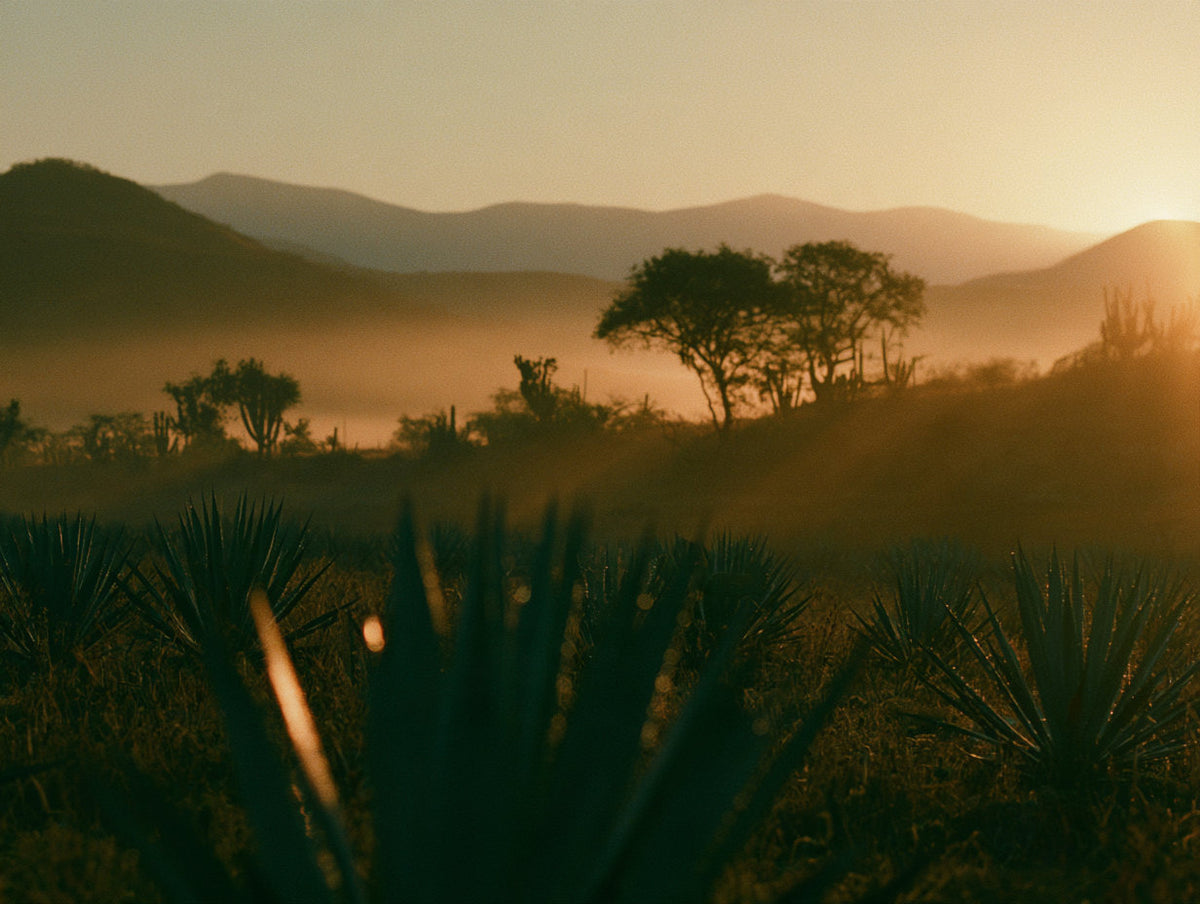 Paisaje artesanal de agave Espadín en Miahuatlán, Oaxaca, origen del destilado premium de Mezcal La Cura bajo la luz del amanecer.